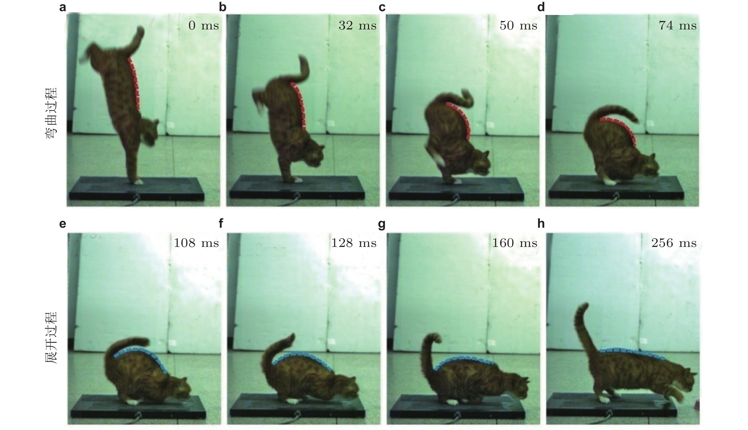 动物进化的抗冲击策略及其仿生机理研究