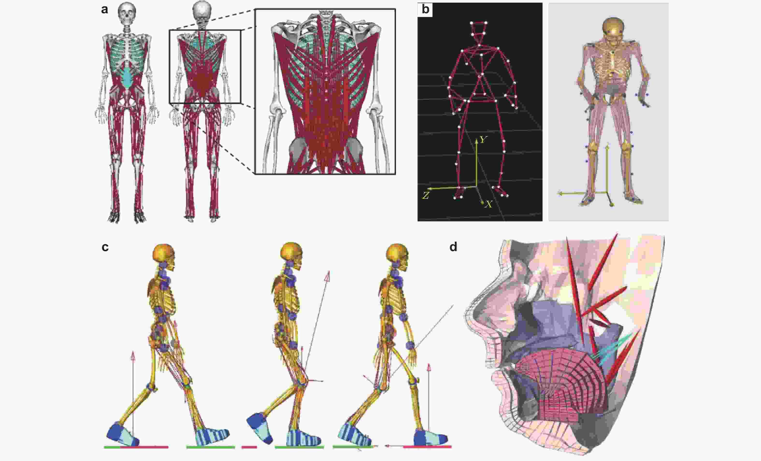 人体肌骨的多柔体系统动力学研究进展