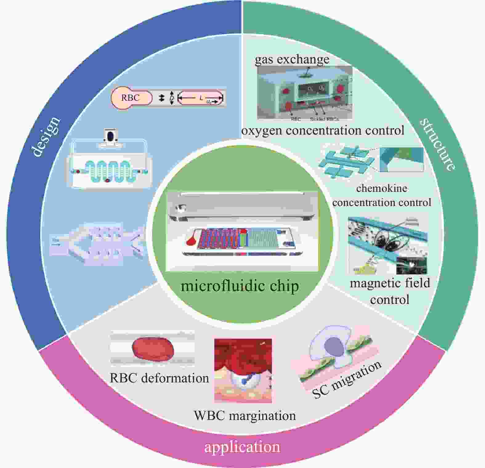 基于微流控的血细胞和干细胞流变学行为研究进展