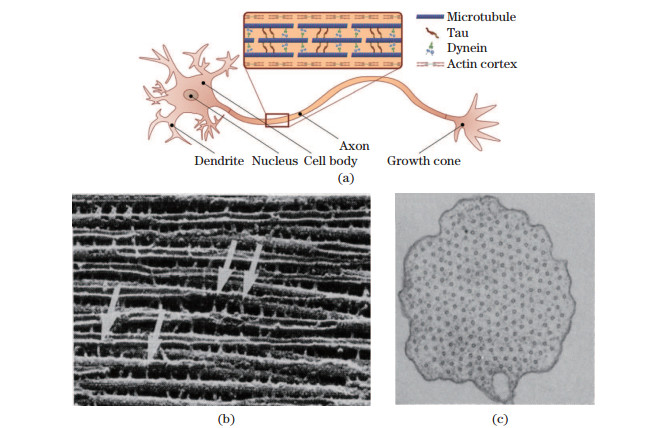 Mathematical modelling of axonal microtubule bundles under dynamic torsion