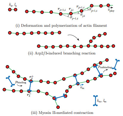 Dynamics of perinuclear actin ring regulating nuclear morphology