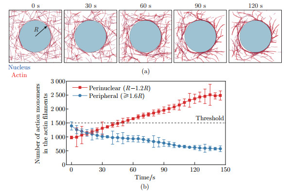 Dynamics of perinuclear actin ring regulating nuclear morphology