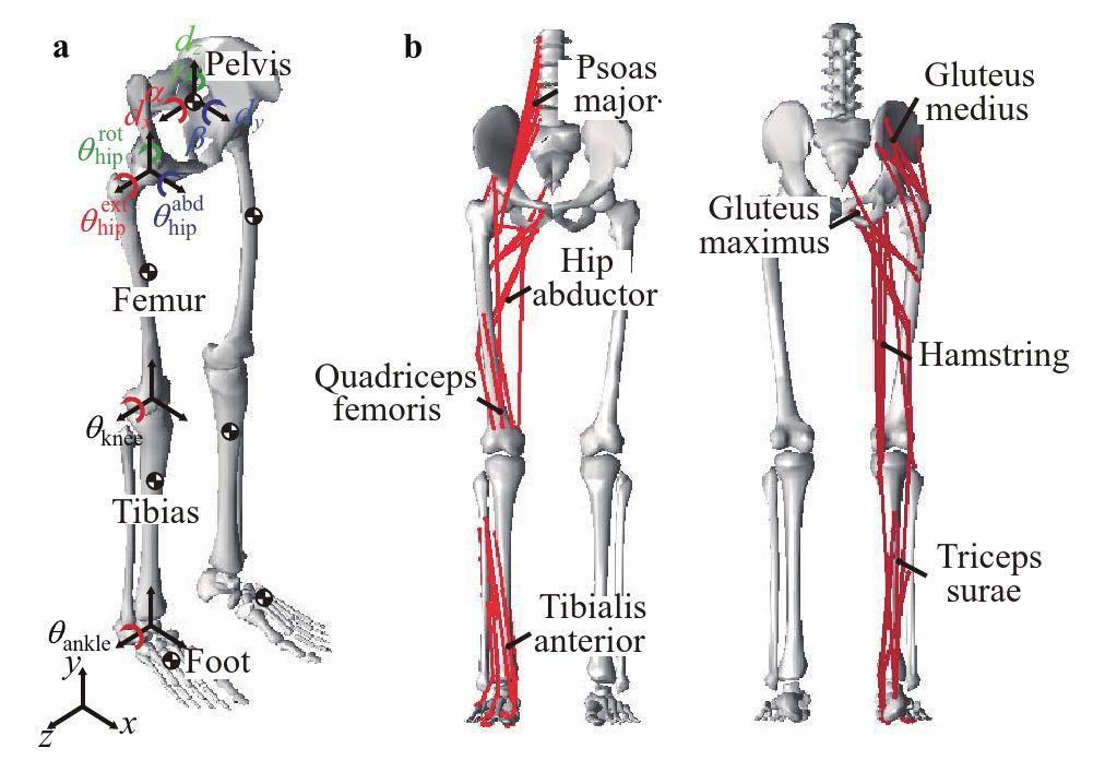 A forward-inverse dynamics modeling framework for human musculoskeletal ...