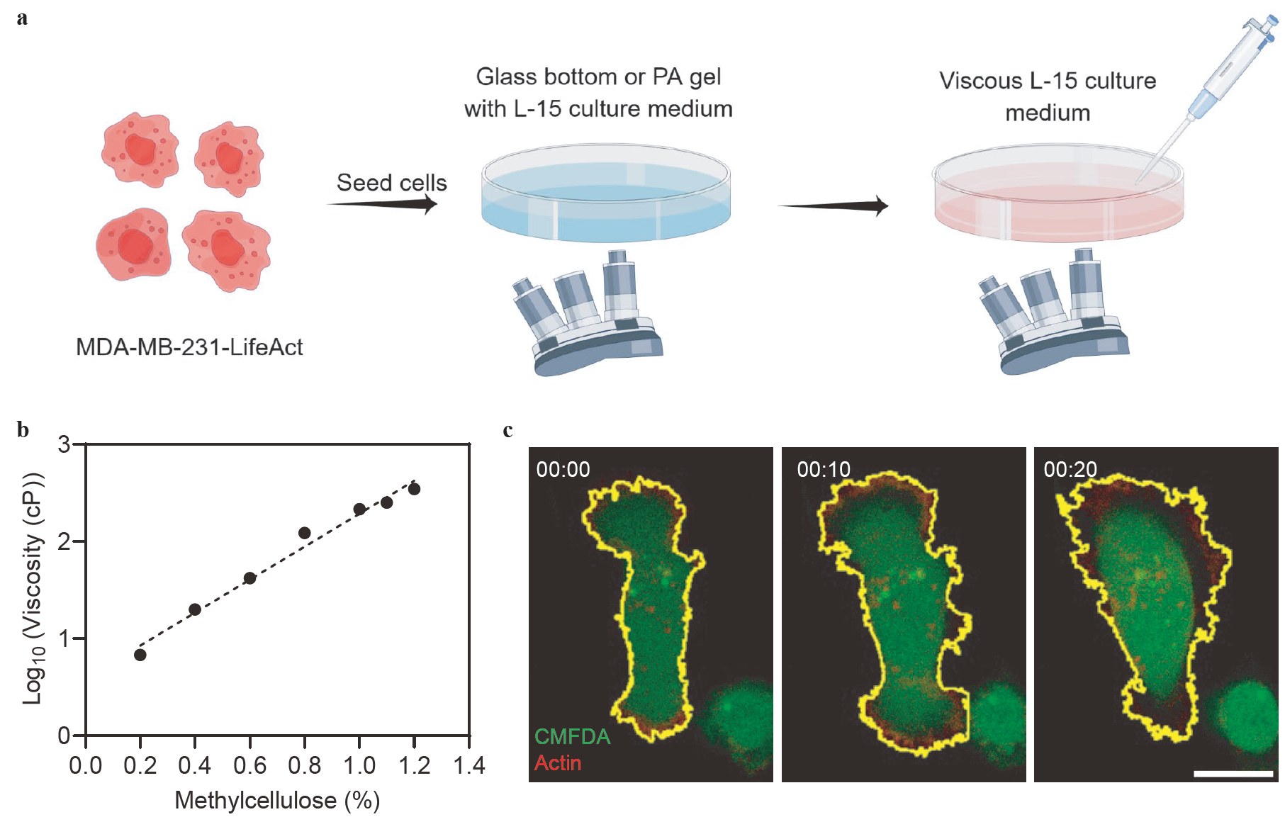 Enhancement effects of extracellular fluid viscosity and matrix ...