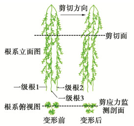 根系形态和层次结构对根土复合体力学特性影响研究
