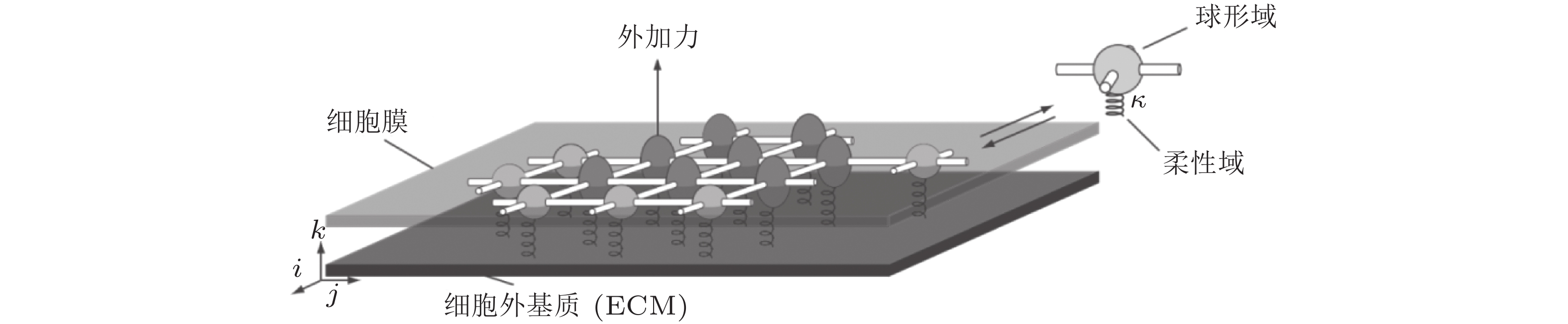 力敏感受体介导细胞功能调控的力学生物学研究
