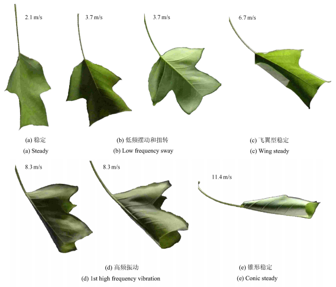 鹅掌楸树叶在风中的变形与振动 1)
