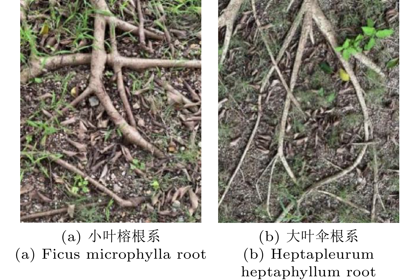 根系表皮形态对根–土拉拔力学行为的影响