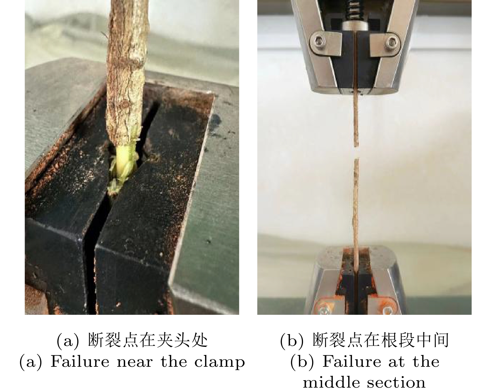 根系表皮形态对根–土拉拔力学行为的影响