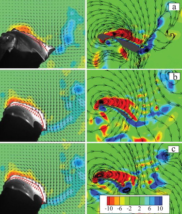 Numerical simulation of unsteady flows over a slow-flying bat