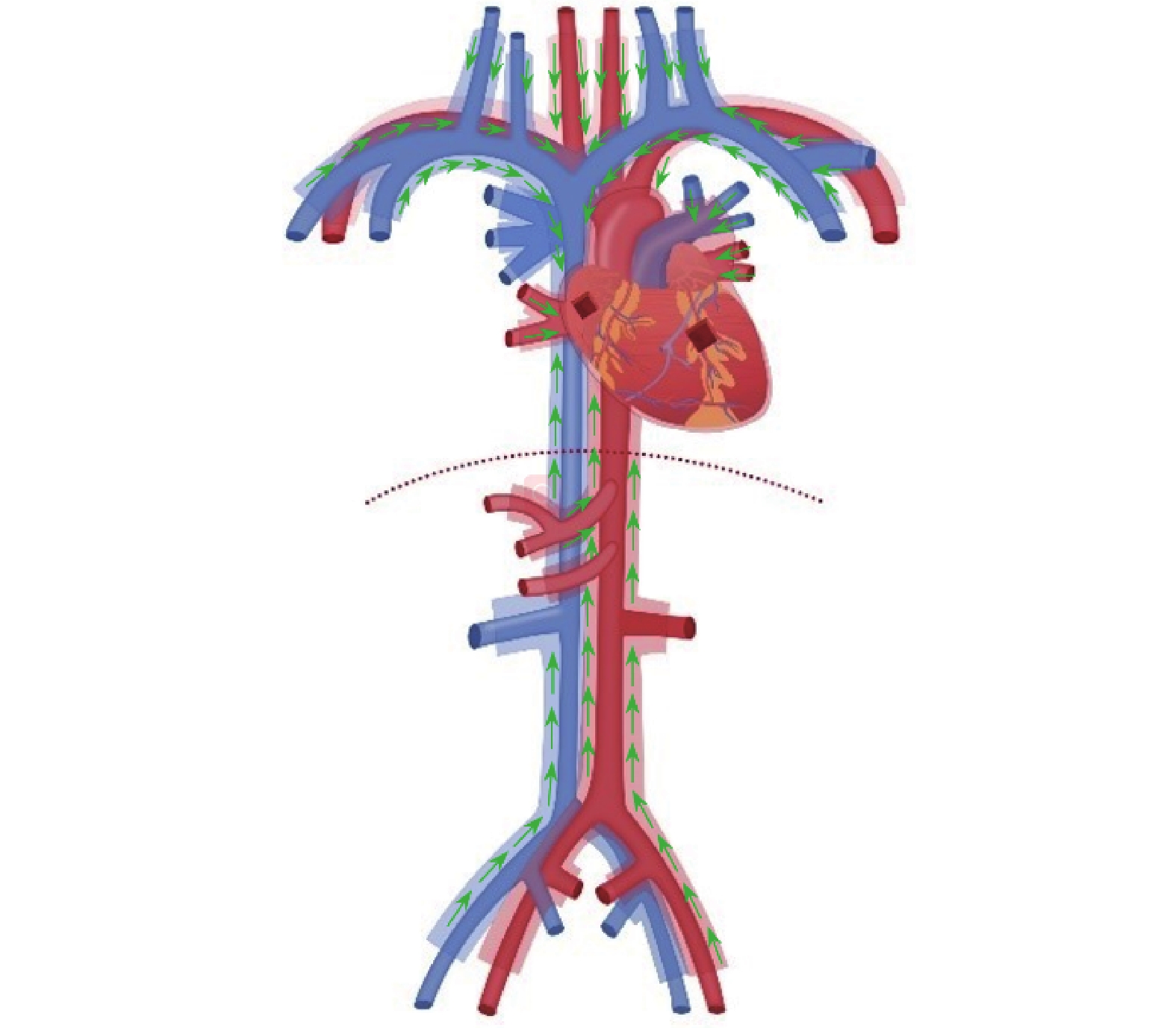 Fundamental kinematics laws of interstitial fluid flows on vascular walls Biology Diagrams