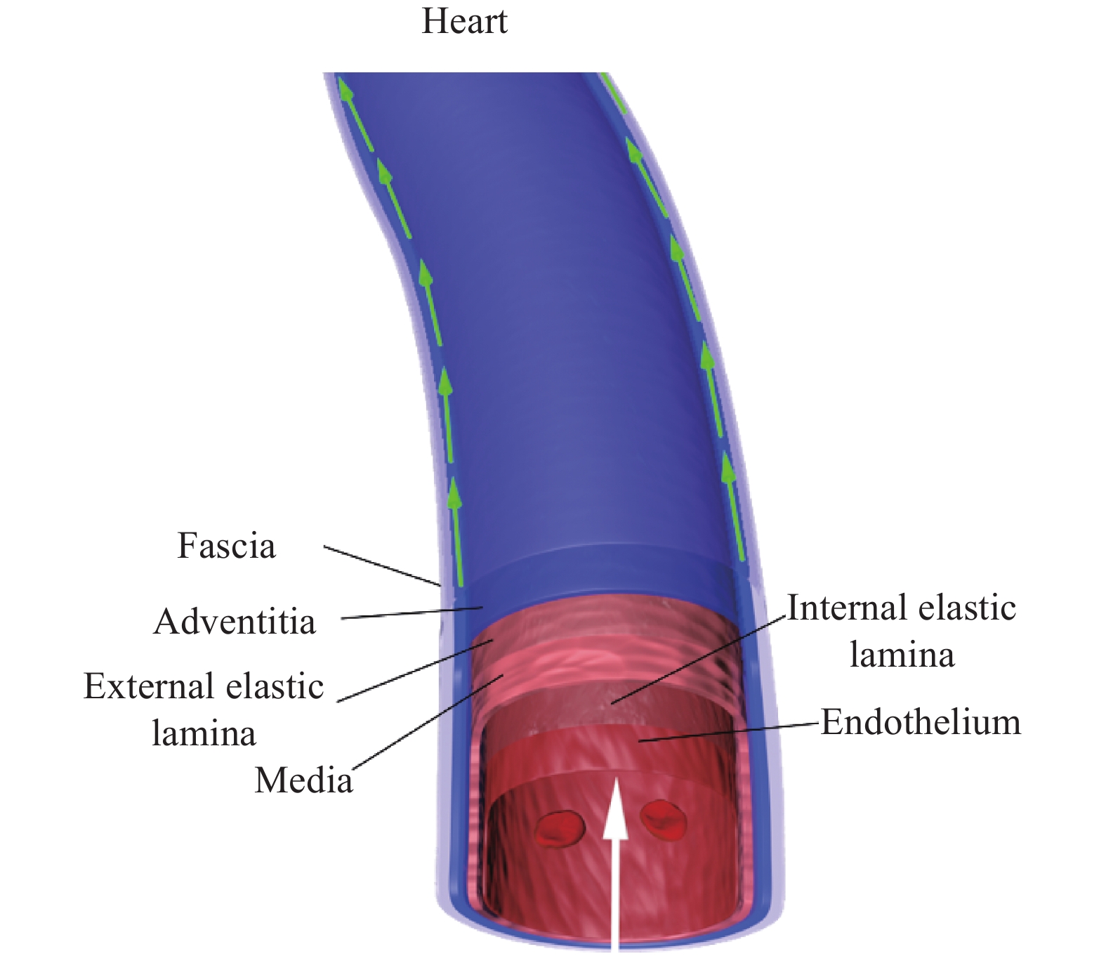 Fundamental kinematics laws of interstitial fluid flows on vascular walls Biology Diagrams